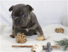 Uitstekend Kc Nestje Frenchbulldog-puppy's.