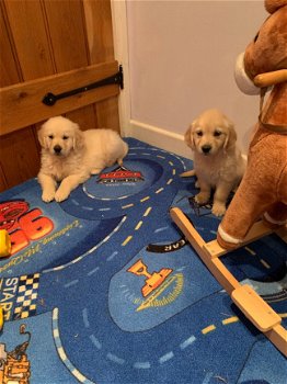 Schitterende Golden Retriever-puppy's - 1