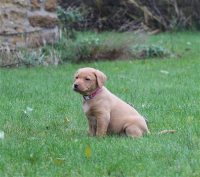 Gezondheid geteste labrador puppies - 1