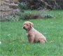 Gezondheid geteste labrador puppies - 1 - Thumbnail