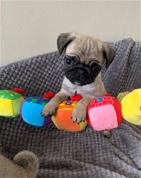 Schattige Pug Puppy Kc geregistreerd beschikbaar - 1