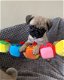 Schattige Pug Puppy Kc geregistreerd beschikbaar - 1 - Thumbnail