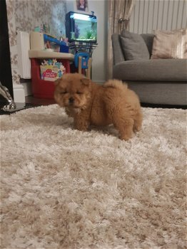 Verbazingwekkende Chow Chow Pups Kc geregistreerd - 1