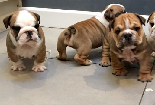 Verbluffende standaard Engelse bulldogpups Kc geregistreerd - 1