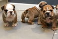 Verbluffende standaard Engelse bulldogpups Kc geregistreerd - 1 - Thumbnail