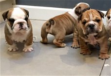 Verbluffende standaard Engelse bulldogpups Kc geregistreerd