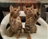 Bengaalse kittens Vriendelijke stamboom Gccf geregistreerd - 1 - Thumbnail