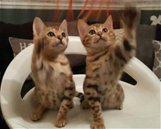 Bengaalse kittens Vriendelijke stamboom Gccf geregistreerd