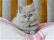 Prachtige lila Britse langharig kittens Stamboom Gccf geregistreerd - 1 - Thumbnail