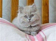 Prachtige lila Britse langharig kittens Stamboom Gccf geregistreerd
