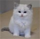 Stamboom Ragdoll Kittens - 1 - Thumbnail