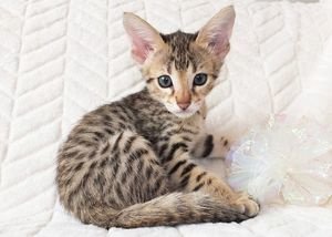 Alle nu klaar Savannah Kittens beschikbaar - 1