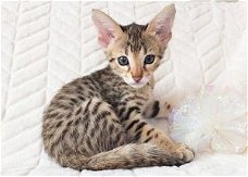 Alle nu klaar Savannah Kittens beschikbaar