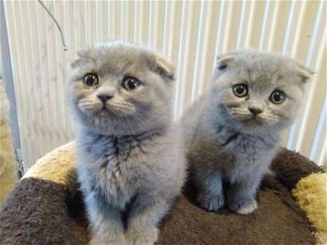 Pedigree Scottish Fold kittens klaar - 1