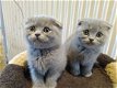 Pedigree Scottish Fold kittens klaar - 1 - Thumbnail
