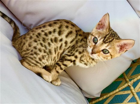 Super Bengaalse kittens beschikbaar.'';;;'';..,,.... - 1