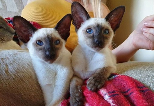 Mooie Siamese Kittens Gccf geregistreerd - 1