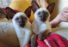 Mooie Siamese Kittens Gccf geregistreerd
