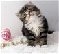 Siberische kittens beschikbaar - 1 - Thumbnail