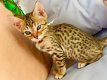 Bengaalse kittens beschikbaar';'''''''',,.. - 1 - Thumbnail