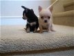 Chihuahua puppy's voor adoptie - 1 - Thumbnail