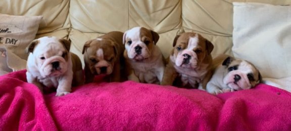 Gezonde Engelse Bulldogpups Te koop - 1