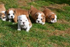 Engelse Bulldog puppies Te koop