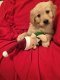 Zeer gezonde Golden Retriever-puppy's - 1 - Thumbnail