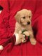Zeer gezonde Golden Retriever-puppy's - 2 - Thumbnail