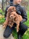 3 Absoluut Cavapoo-puppy's te koop - 2 - Thumbnail