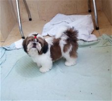 Beschikbare Shih Tzu-puppy's voor adoptie