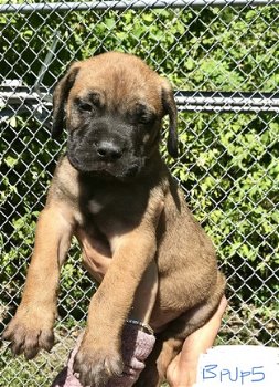 Beschikbare Bullmastiff-puppy's voor adoptie - 1