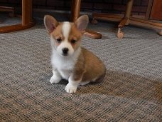 Beschikbare Pembroke Welsh Corgi-puppy's voor adoptie