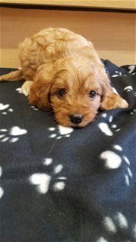 Cavapoo puppy's te koop - 2