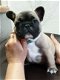 prachtige franse bulldog pups - 1 - Thumbnail