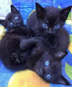 ****** pure zwarte kittens beschikbaar ***** - 1