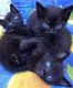 ****** pure zwarte kittens beschikbaar ***** - 1 - Thumbnail