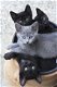 Zwarte kittens klaar voor nieuw huis... - 1 - Thumbnail