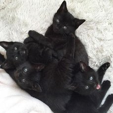 Leuke zwarte kittens klaar om te gaan.**