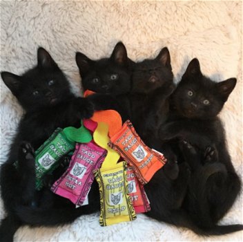 Zwarte kittens beschikbaar.* - 1