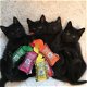 Zwarte kittens beschikbaar.* - 1 - Thumbnail