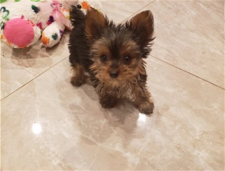 GG Yorkie Terrier Ter adoptie - 1