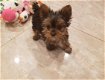 GG Yorkie Terrier Ter adoptie - 1 - Thumbnail