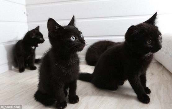****Leuke zwarte kittens klaar****. - 1
