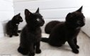 ****Leuke zwarte kittens klaar****. - 1 - Thumbnail