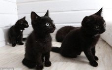 ****Leuke zwarte kittens klaar****.