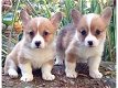 Pembroke Welsh Corgi Puppies - 1 - Thumbnail