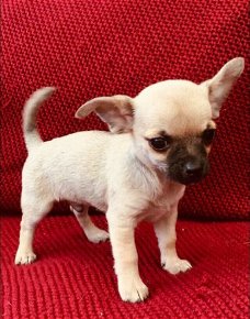 Mooie Chihuahua-puppy's