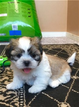 ????????Shih-Tzu-puppy's beschikbaar voor adoptie ???????? - 1