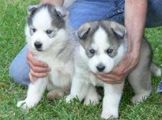 Klassieke Siberische Huskies-puppy's